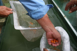 Икра Арованы