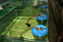 Инкубаторы Арован