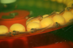 Икра Арованы в инкубаторе