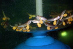 Икра арован в развитии