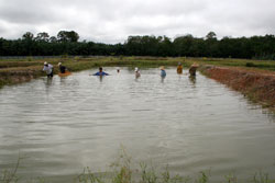 Арованова ферма