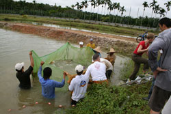 Ловля арованы