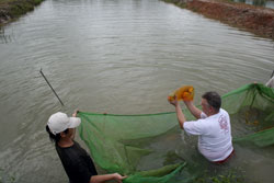Самец Арованы