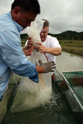 Выпускаем аровану