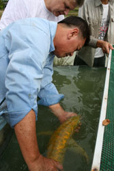 Выпускаем аровану