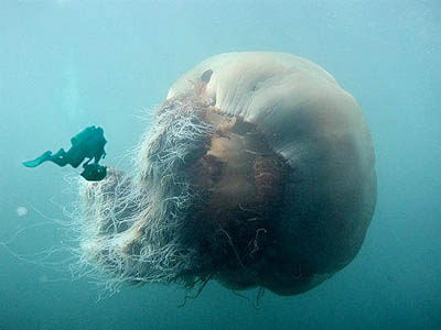 Медуза-гигант.