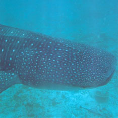 Китовая акула.