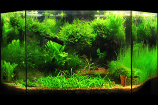 У лукоморья дуб зеленый...