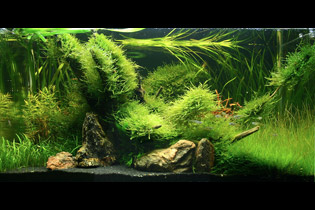 Зачарованный лес