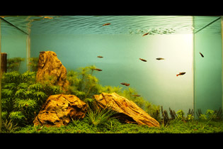 Желтые камни