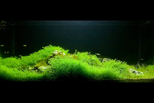 Сукко перед грозой