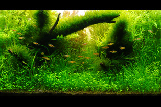 Уголок дикой Природы