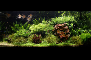 Подводный сад