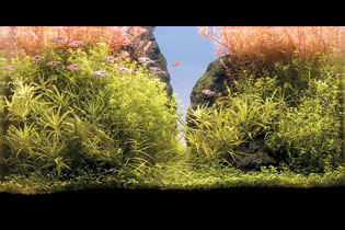 Перед сумерками