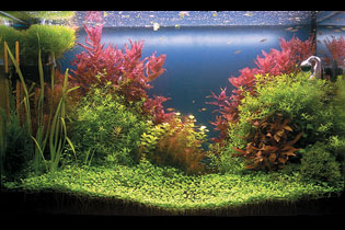 Приход лета