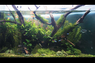 Долина папоротников