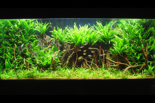 Among the snags / Среди коряг