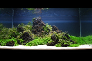 Stones Island / Каменистый остров