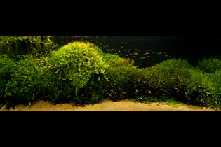 A golden cloud spent the night / Ночевала тучка золотая