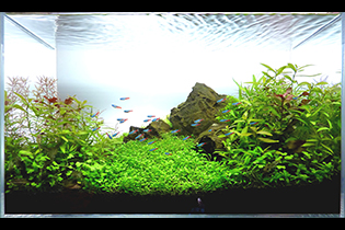 From the forest / Из леса