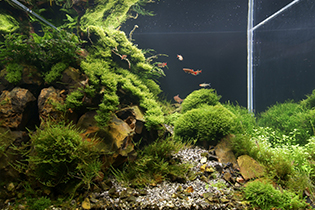 Speaking with a moon / C Луною говорю…