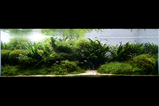 Spreeng breez / Весенний ветер