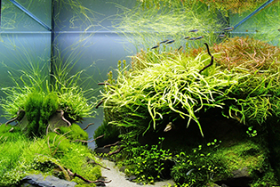 Mystical jungle path / Тропа в волшебных джунглях