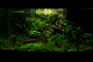 Mystical Wilderness / Заброшенный вошебный уголок