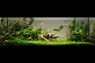 The secret of  green planet / Тайна зелёной планеты