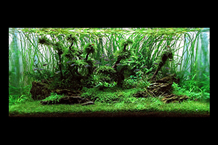 Forgotten grove / Забытая роща