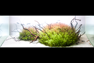 Disconnected reality / Отдельная реальность