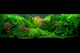 In overgrown shore / У заросшего берега