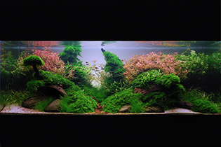 Rustle shadows / Шелест теней