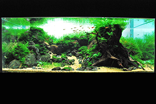 Spring Of Life / Живительный источник