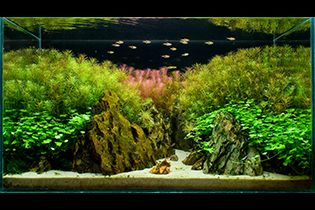 Autumn freshness / Осенняя прохлада