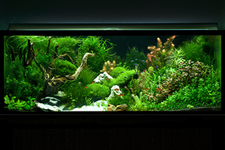 Pacification / Умиротворение