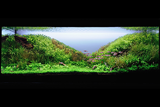 Blossom Hills / Цветущие Холмы