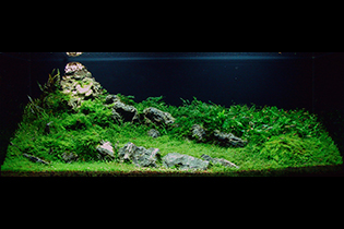 Road to the White top / Дорога к Белой вершине