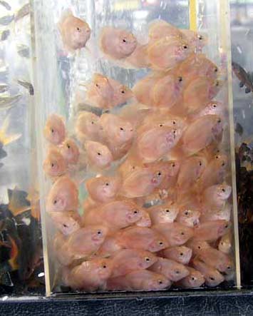 Картинка с форума