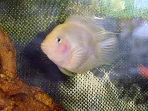 Картинка с форума