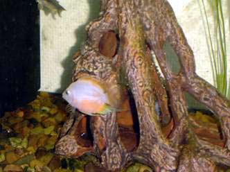 Картинка с форума