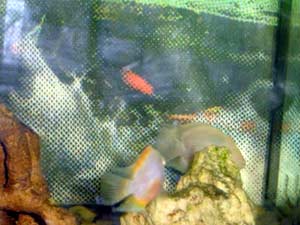 Картинка с форума