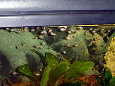 Картинка с форума