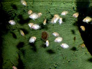 Картинка с форума