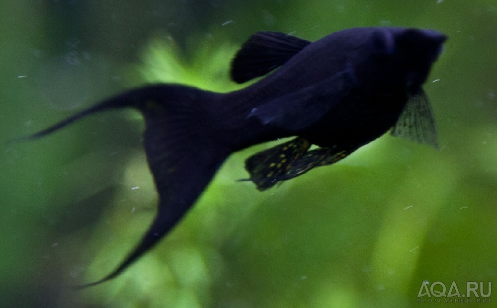Черная рыба жив. Моллинезии вуалехвост. Моллинезии самец и самка. Моллинезия самец и самка. Чёрная Моллинезия самка.