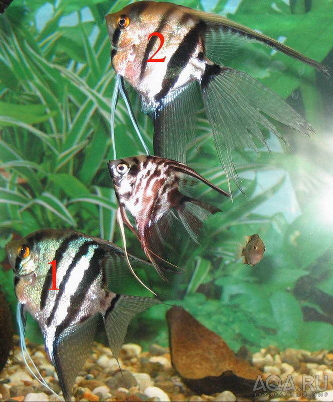 Как отличить скалярий. Скалярия аквариумная рыбка. Рыбки скалярий самец самка. Скалярия самец и самка. Скалярия самец.