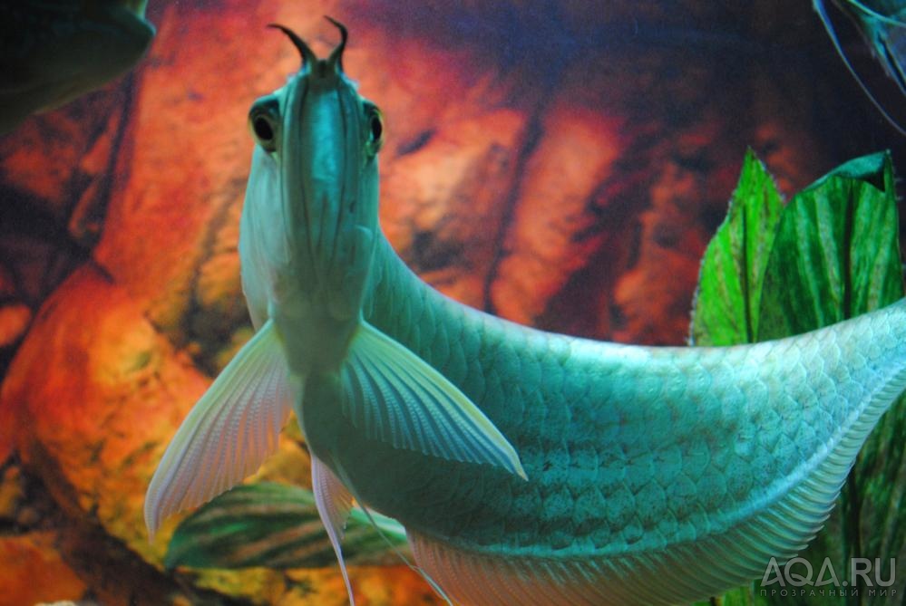 Рыбы дракон дети. Аквариумные рыбки дракон. Аквариумная рыбка похожая на дракона. Рыба дракон аквариумная. Речной дракон аквариумная.