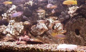 Фото аквариума Малави. Фрагмент.