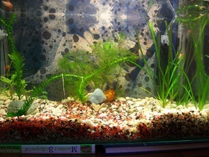мой аквариум  
