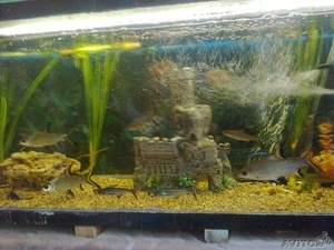 предлагаемый аквариум с рыбами.